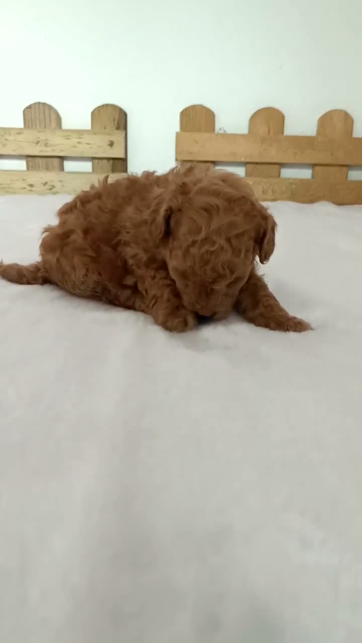 Caniche Toy perros en venta: Caniche toy hembra  - Video 1