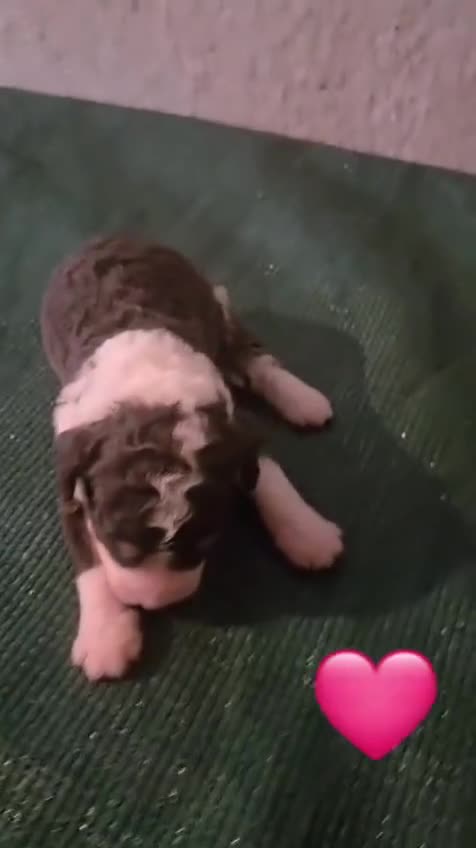 Perro de Agua Español perros en venta: Nueva camada de perros de agua en Madrid - Video 3