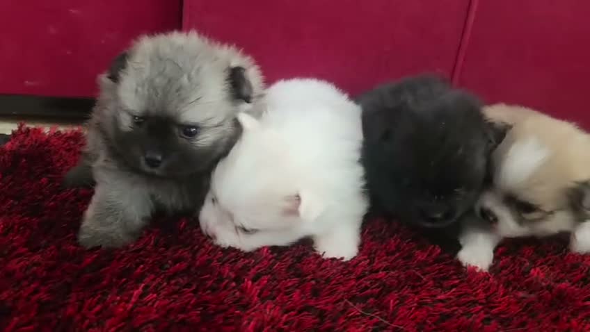 Pomerania perros en venta: Pomerania - Video 1