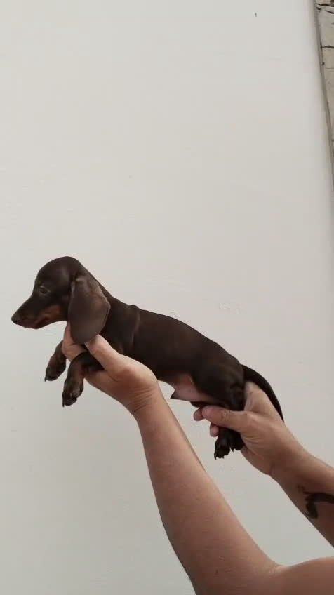 Teckel Miniatura perros en venta: Camada teckel chocolate y arlequín chocolate  - Video 4