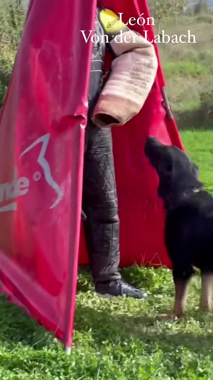 Pastor Alemán perros en venta: Disponibles cachorros pastor aleman de trabajo - Video 2