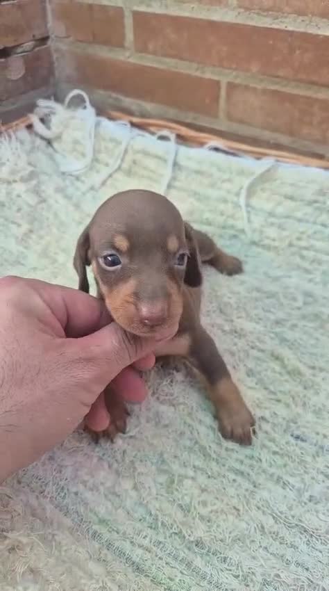 Teckel Miniatura perros en venta: Teckel chocolate  - Video 2