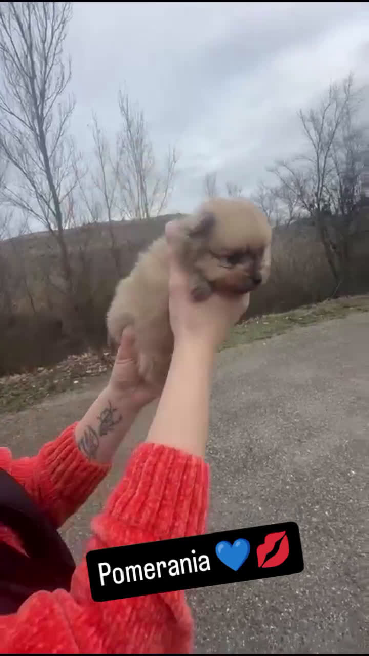 Pomerania perros en venta: Pomerania  - Video 1