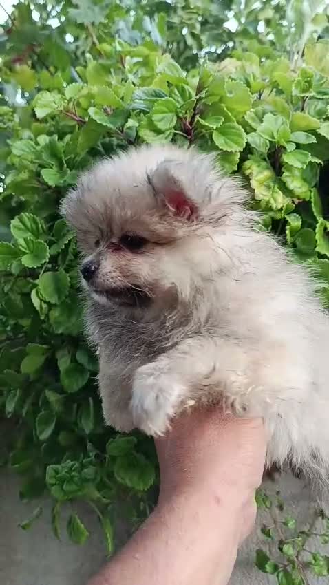 Pomerania perros en venta: Pomerania - Video 1