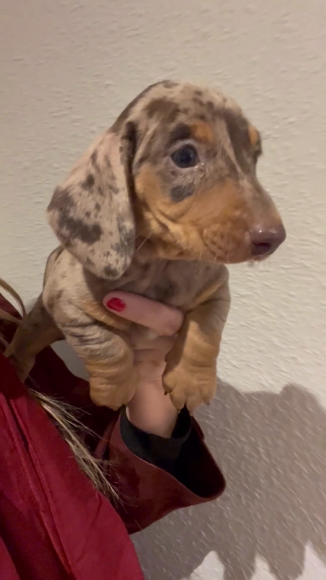 Teckel Miniatura perros en venta: Increíbles Teckel miniatura y Kaninchen .601144783 - Video 2