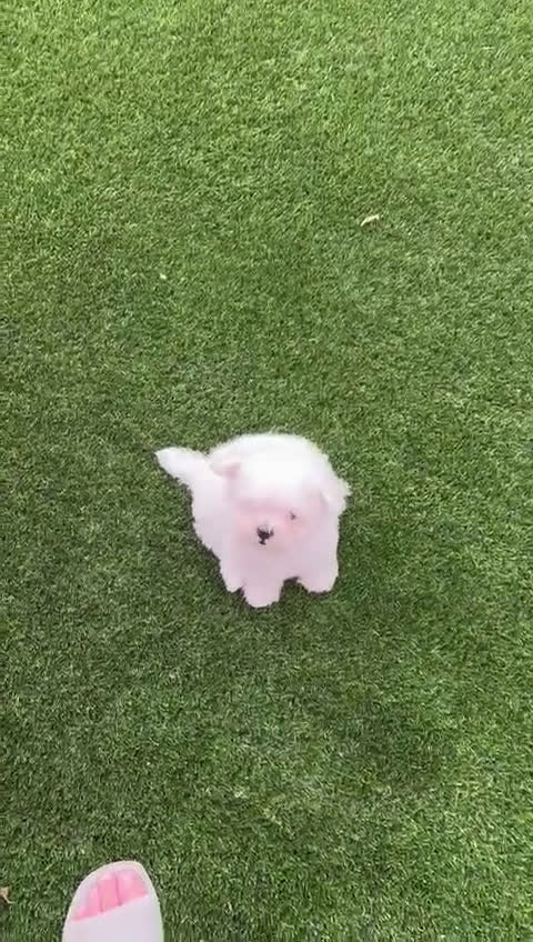 Bichón Maltés perros en venta: Bichón maltés hembra disponible linea americana  - Video 1