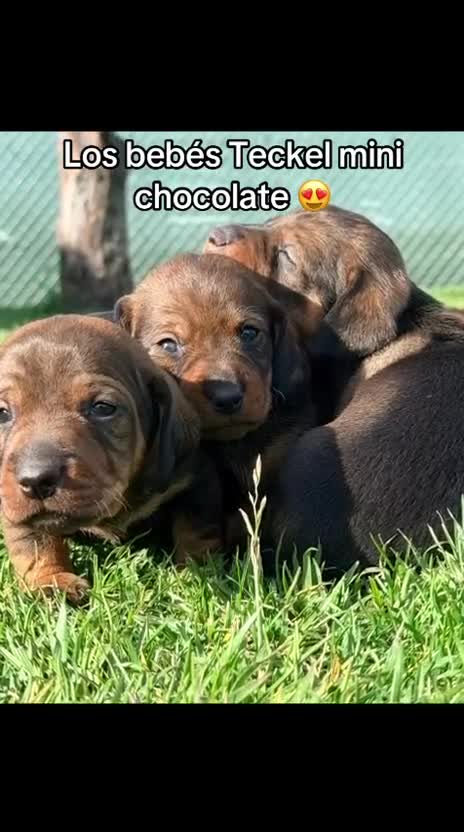 Teckel Miniatura perros en venta: Chocolate arlequín  - Video 2