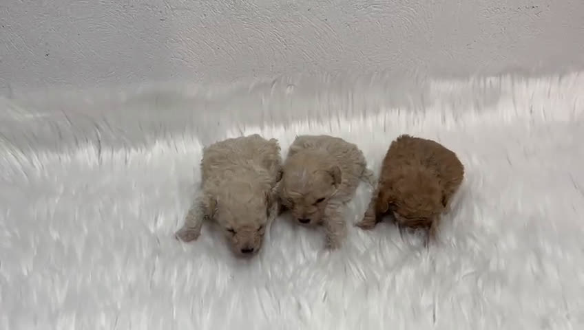 Caniche Toy perros en venta: CANICHE MINI TOY APRICOT - Video 1