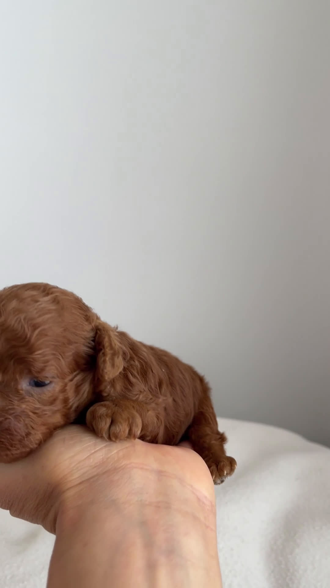 Caniche Toy perros en venta: Caniche toy macho - Video 1