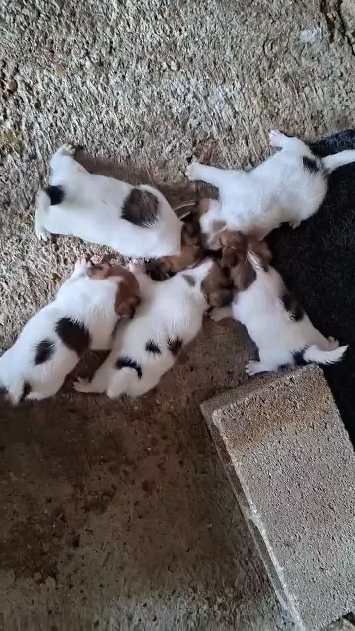 Jack Russell Terrier perros en venta: Chorros de Jack Russell - Video 1