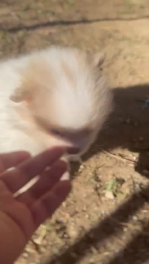 Pomerania perros en venta: Pomerania Minitoy  - Video 1