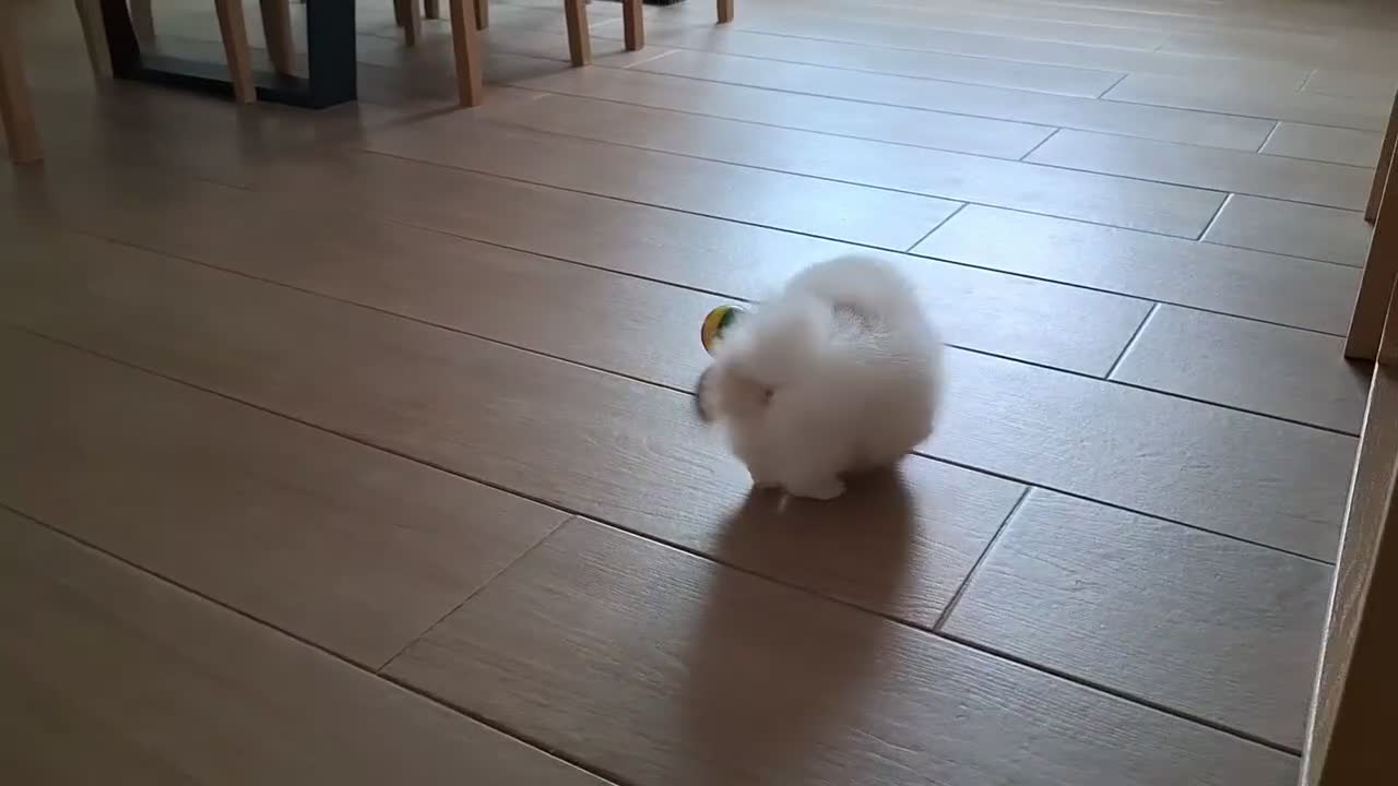 Pomerania perros en venta: Lulu de Pomerania Mini Parti color - Video 1
