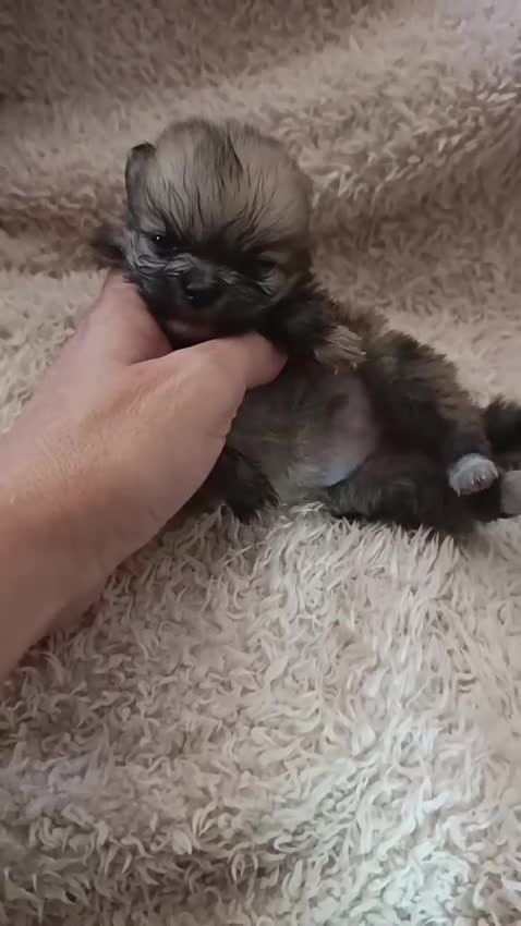 Pomerania perros en venta: ‼️POMERANIAS AMERICANOS TAMAÑO TOY  - Video 1