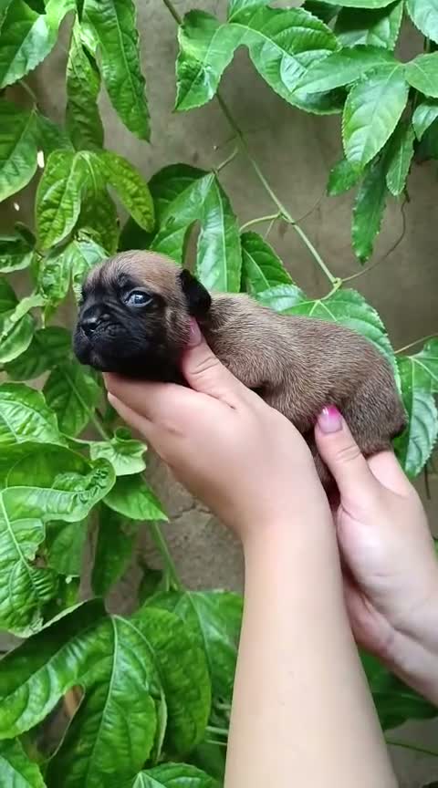 Bulldog Francés perros en venta: Bulldog frances - Video 2