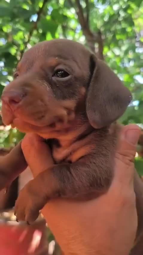 Teckel Miniatura perros en venta: Cachorros Teckel miniatura  - Video 1