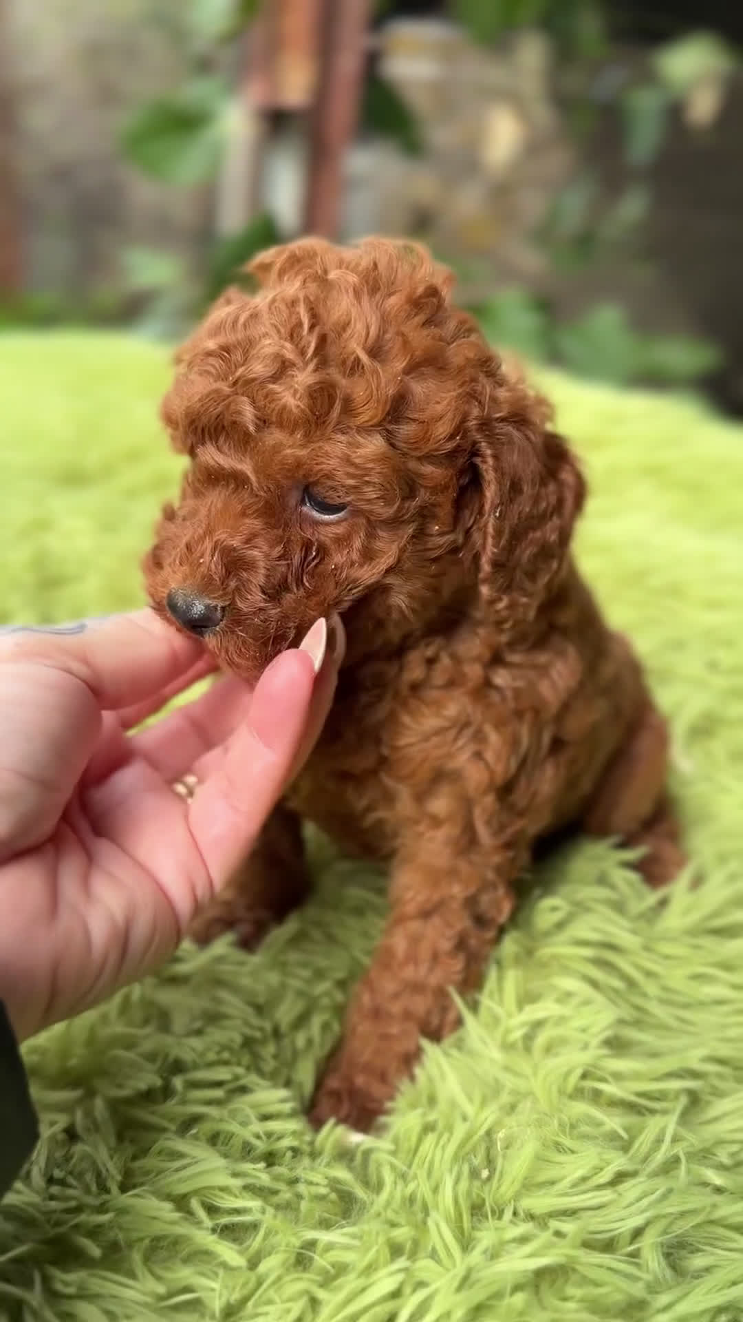 Raza Mixta perros en venta: Caniche rojo pimentón  - Video 1