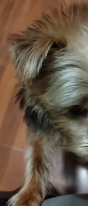 Raza Mixta perros en venta: Yorkie Russel - Video 2