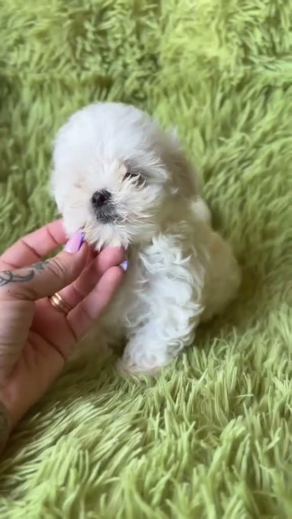 Bichón Maltés perros en venta: BICHÓN MALTES MINI TOY COREANO - Video 3