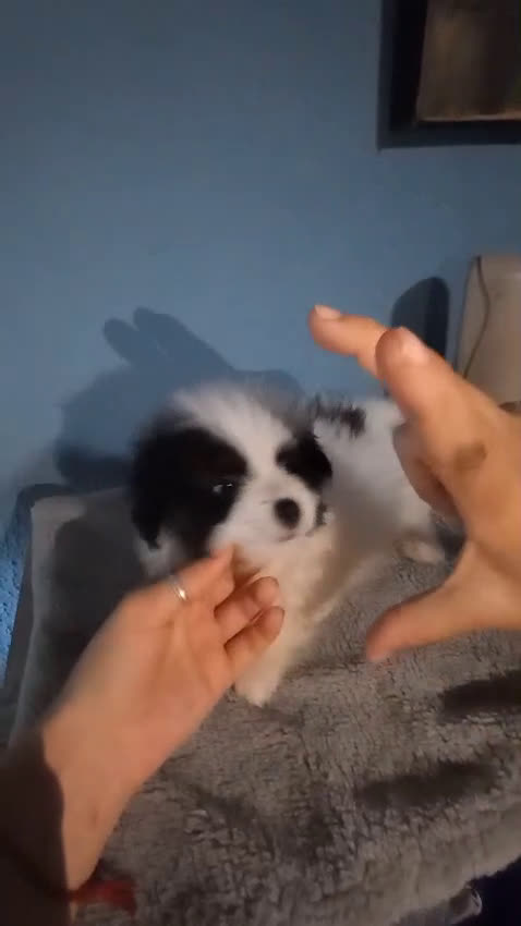Bichón Maltés perros en venta: Maltipom macho  - Video 1