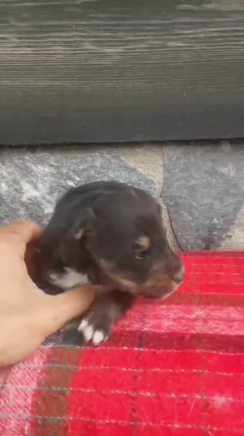 Perro Pastor de las Shetland perros en venta: Cachorros pastor de Shetland - Video 3