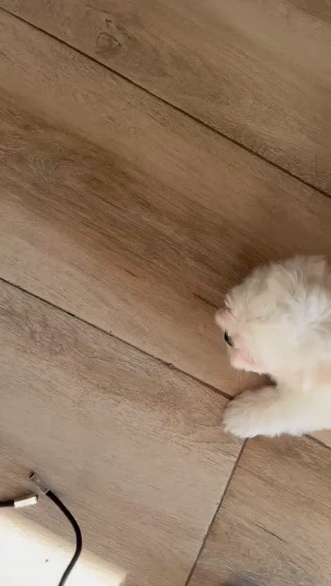 Bichón Maltés perros en venta: Bichón maltes mini - Video 1