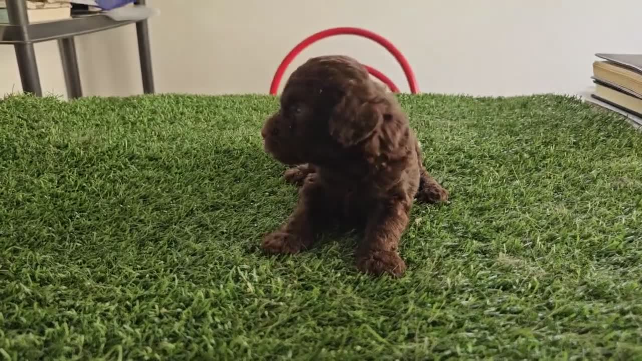 Caniche Mediano perros en venta: Caniche chocolate  - Video 1