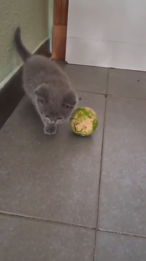 Británico de Pelo Corto gatos en venta: British pura raza  - Video 2