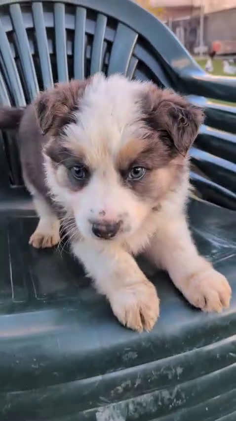 Border Collie perros en venta: BORDER COLLIE  - Video 1