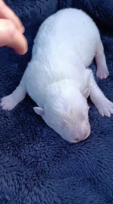 Samoyedo perros en venta: Samoyedos bebes preciosos peludito - Video 1