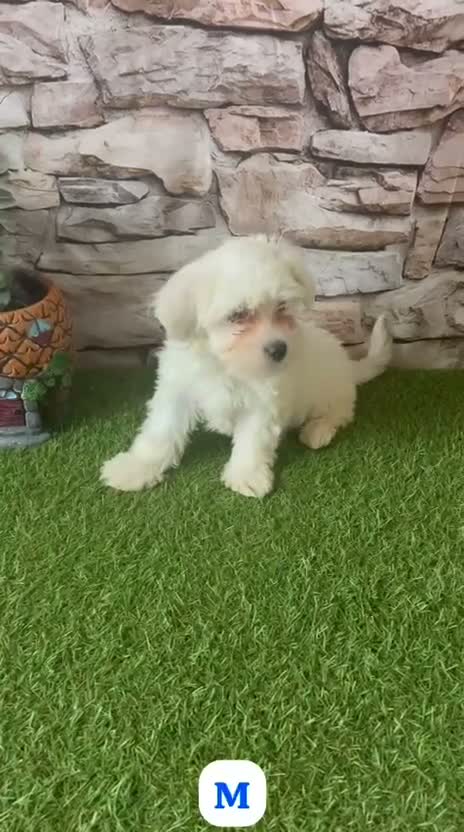 Bichón Maltés perros en venta: CACHORRITOS BICHÓN MALTÉS - Video 1
