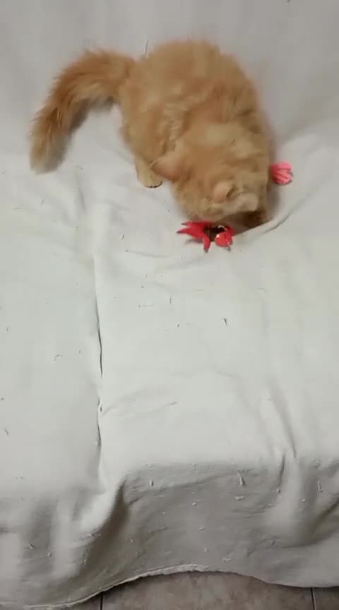Exótico de Pelo Largo gatos en venta: Gatito exótico - Video 2