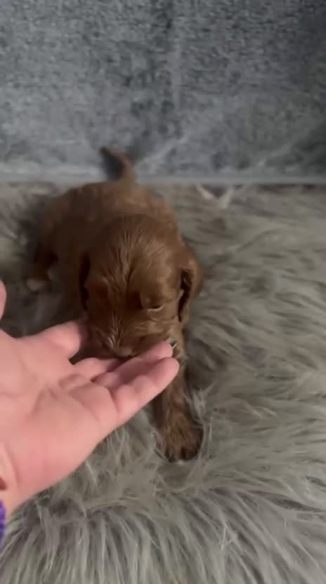 Cockapoo perros en venta: Camada de cockapoo nacionales - Video 3