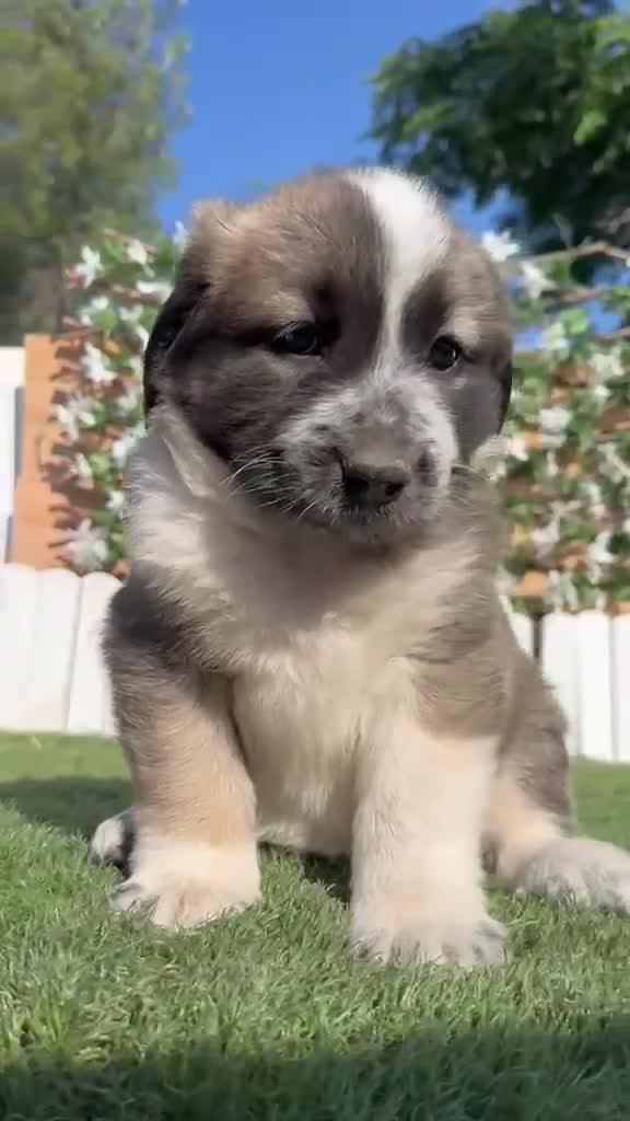 Mastín Español perros en venta: MASTIN ESPAÑOL HEMBRA - Video 1