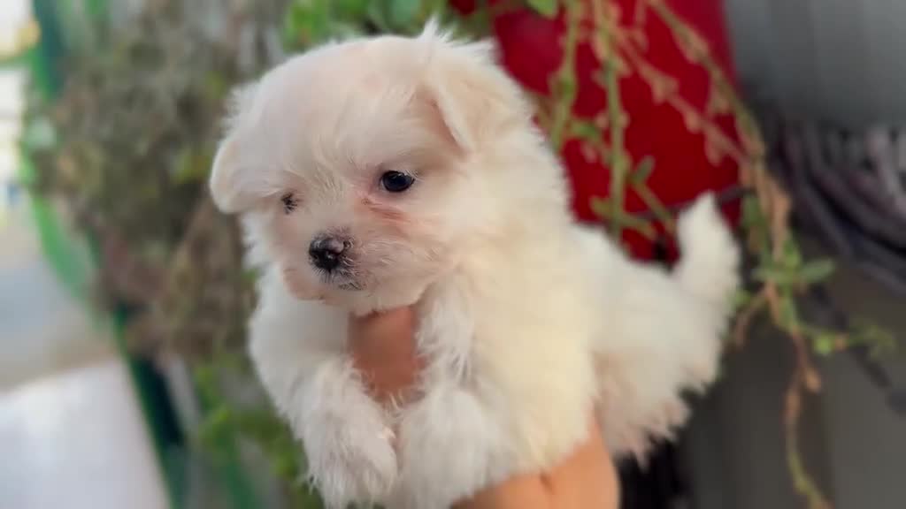 Bichón Maltés perros en venta: Bichón maltés - Video 2