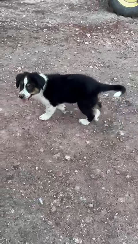 Pastor Australiano perros en venta: PASTOR AUSTRALIANO  - Video 2