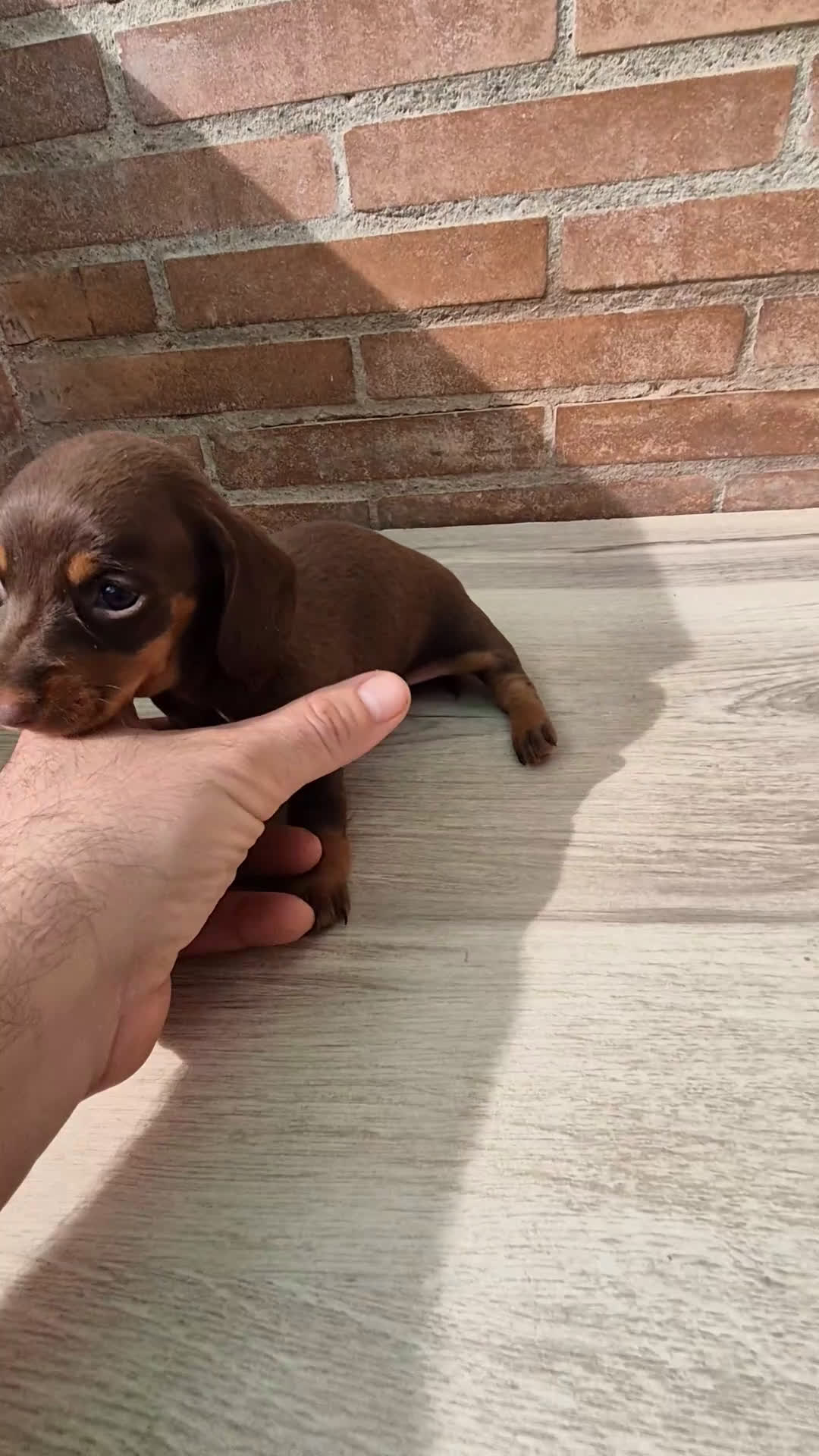 Teckel Miniatura perros en venta: Camada teckel chocolate, negro y arlequín chocolat - Video 3