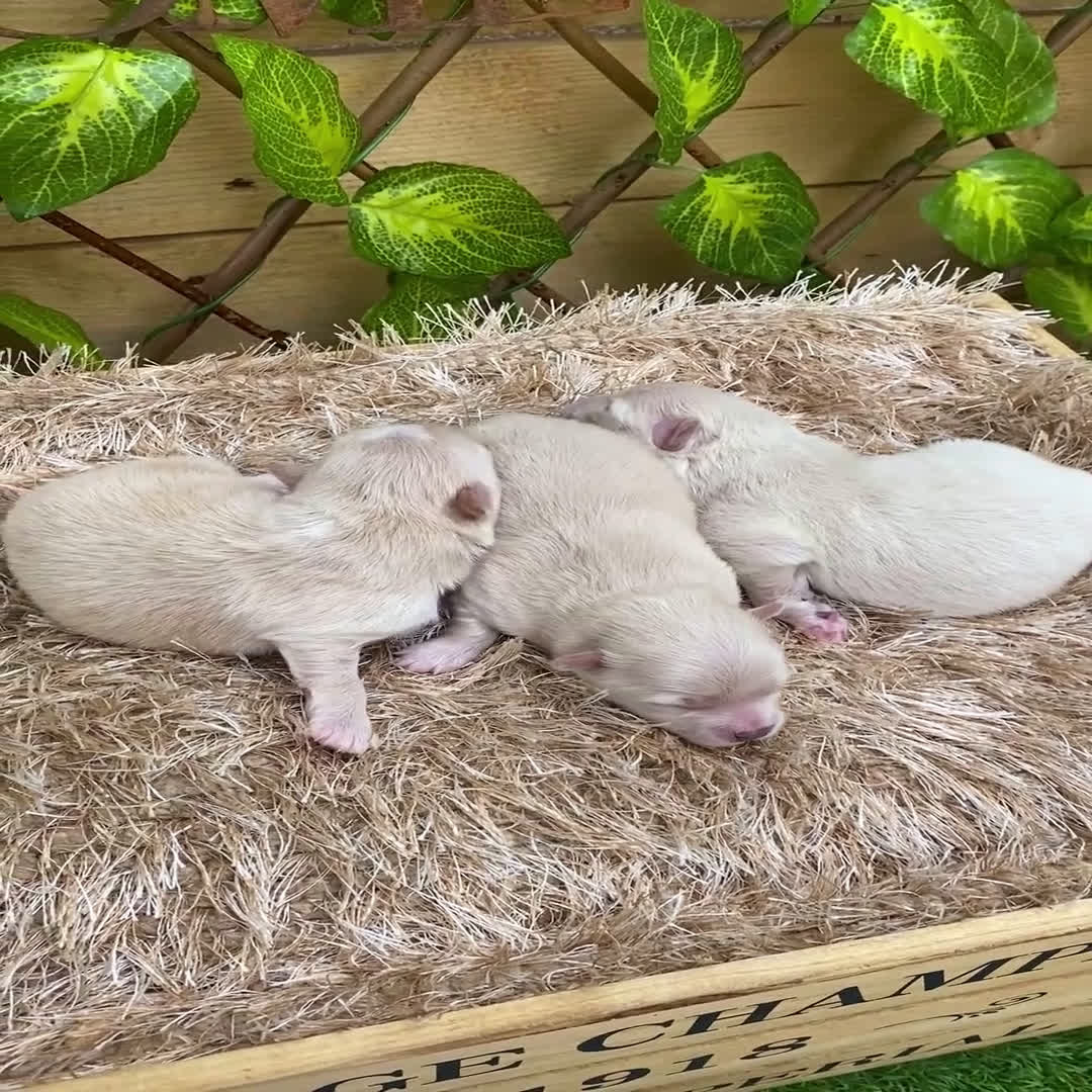 Pomerania perros en venta: Camada de Jazmín - Video 5