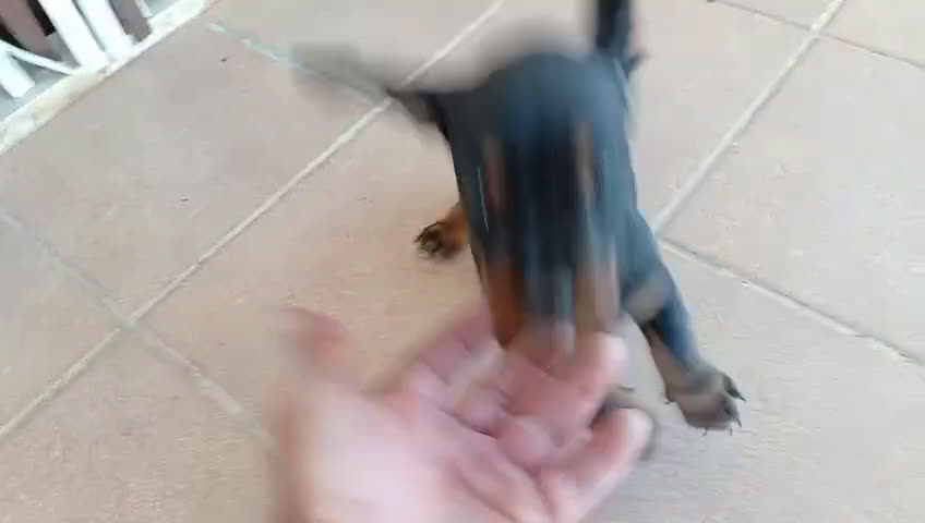 Teckel Miniatura perros en venta: Camada teckel chocolate, negro y arlequín chocolat - Video 2