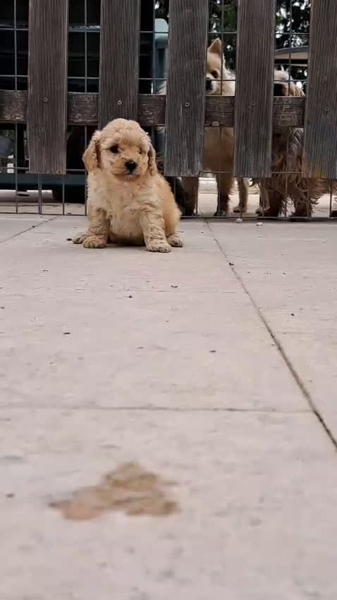 Labradoodle perros en venta: Labradoodle  - Video 1