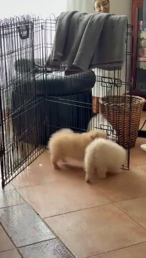 Pomerania perros en venta: lulú pomerania  - Video 1