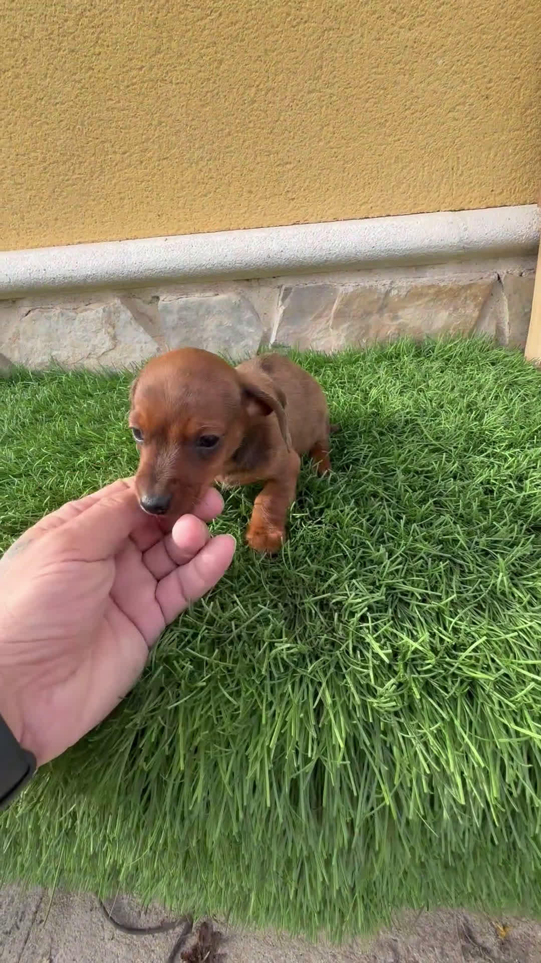 Teckel Miniatura perros en venta: Teckel Kaninchen macho Merle chocolate diluido  - Video 1