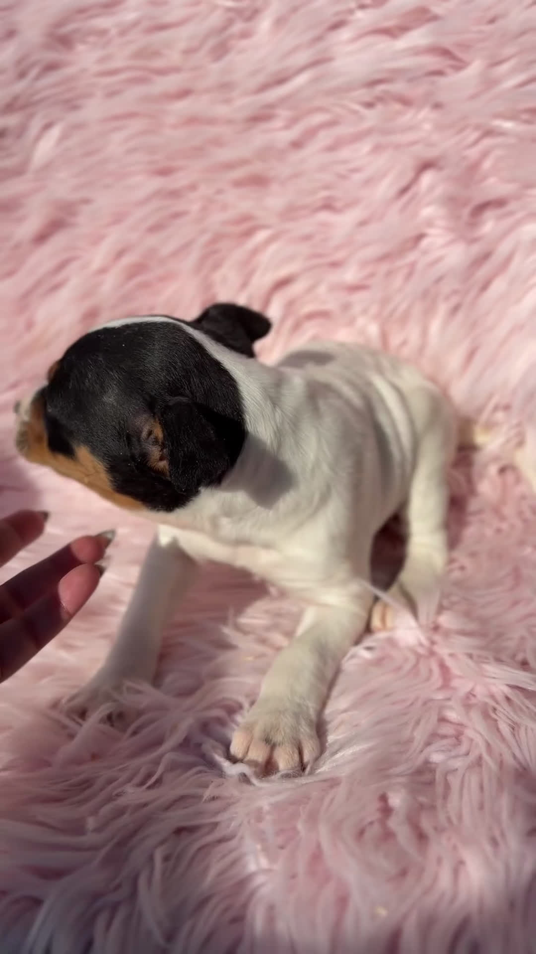 Ratonero Bodeguero Andaluz perros en venta: Bodeguero andaluz hembra  - Video 1