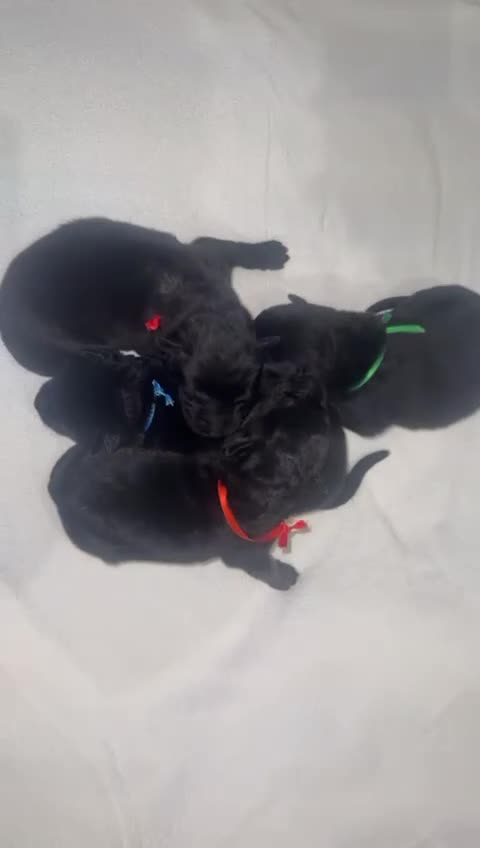 Pastor Belga Malinois perros en venta: Pastor belga  - Video 1