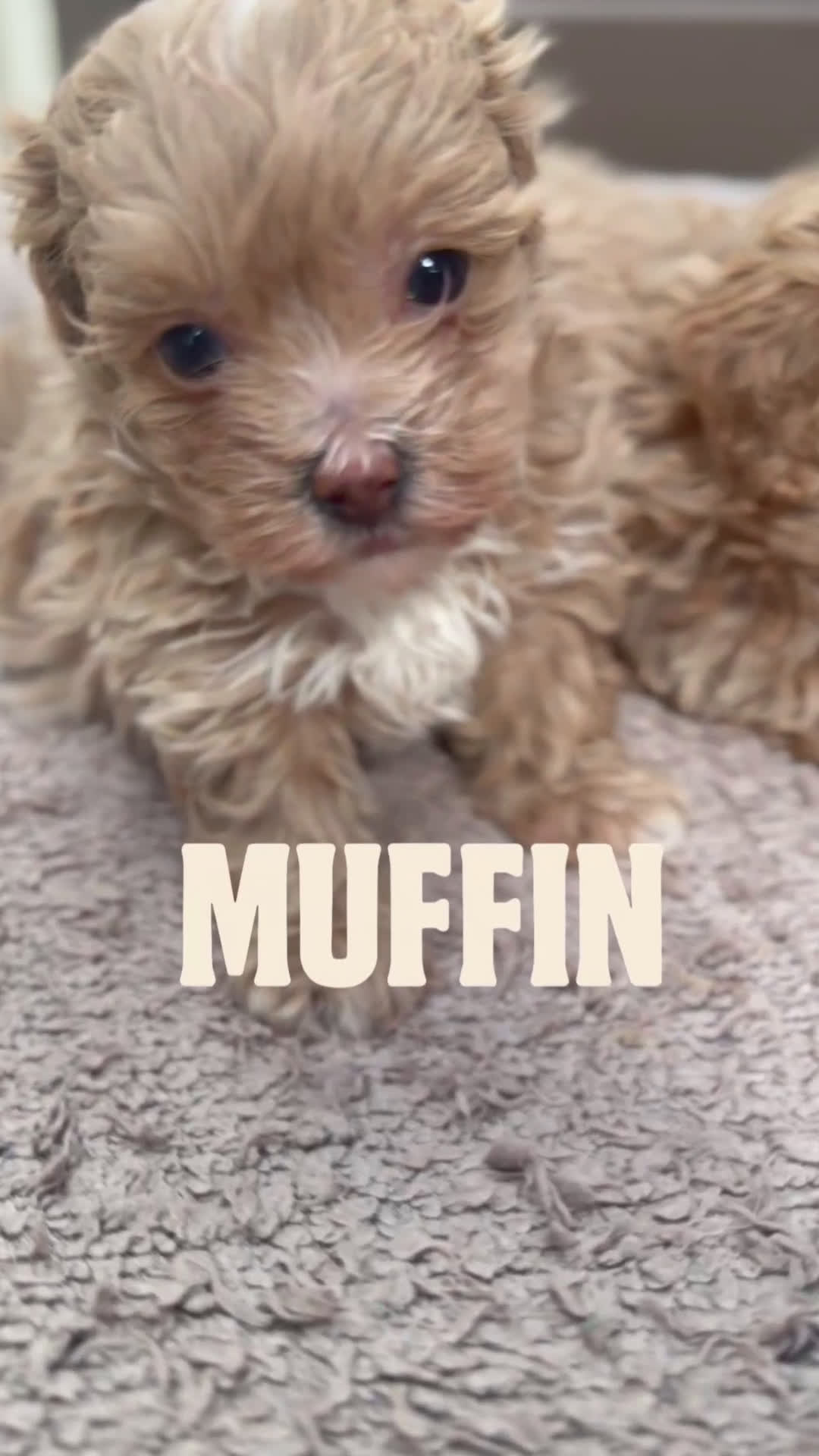 Maltipoo perros en venta: 🎀 PEQUEÑAS MALTIPOO 🎀 - Video 2