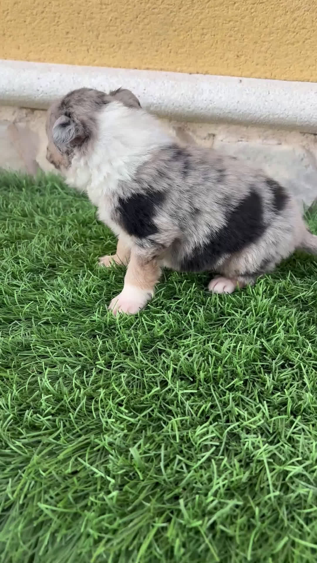 Border Collie perros en venta: Cachorro Border collie Merle macho  - Video 1