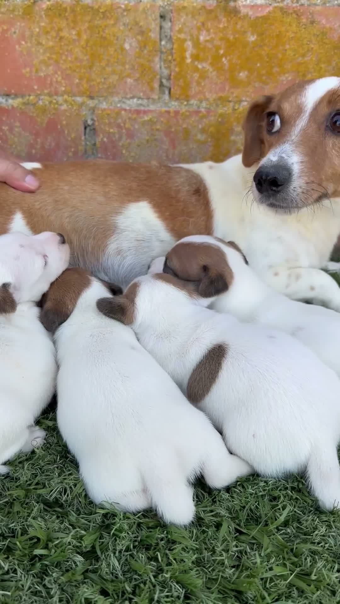 Jack Russell Terrier perros en venta:  JACK RUSSELL - Video 2
