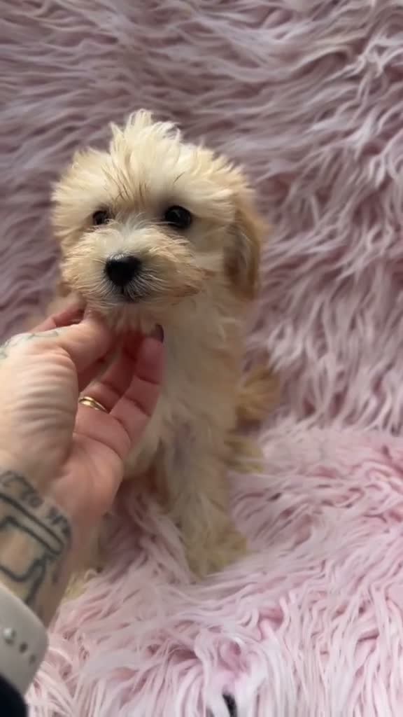 Maltipoo perros en venta: Hembra maltipoo - Video 1