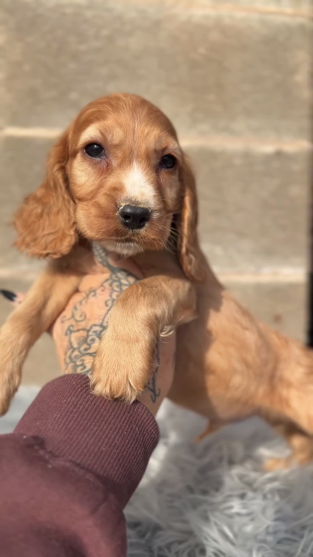 Cocker Spaniel Inglés perros en venta: Cocker Ingles dorado - Video 1