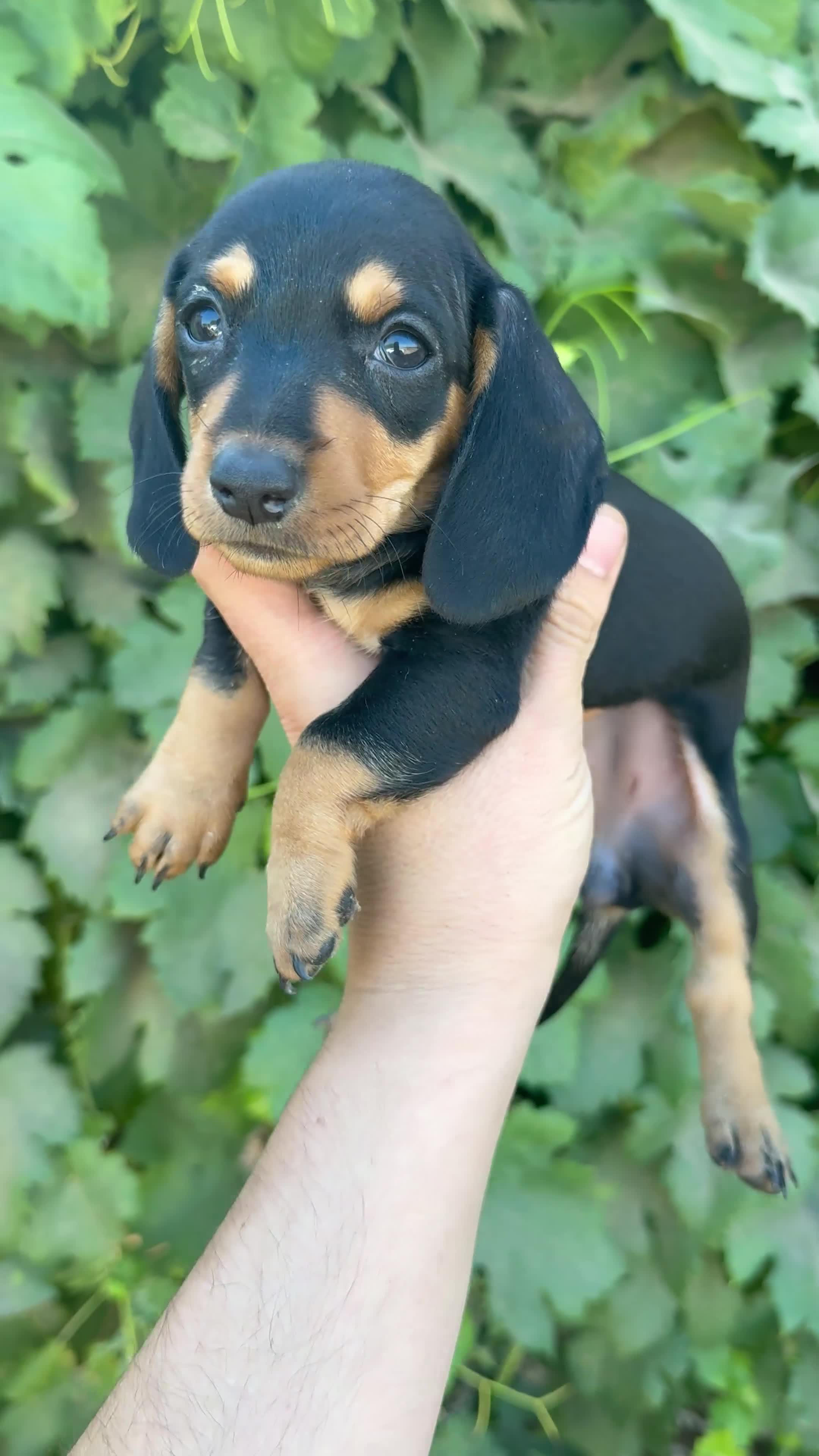 Teckel Miniatura perros en venta: Teckel miniatura - Video 3