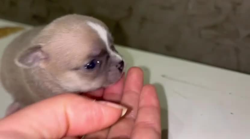 Chihuahua perros en venta: chihuahua  - Video 1